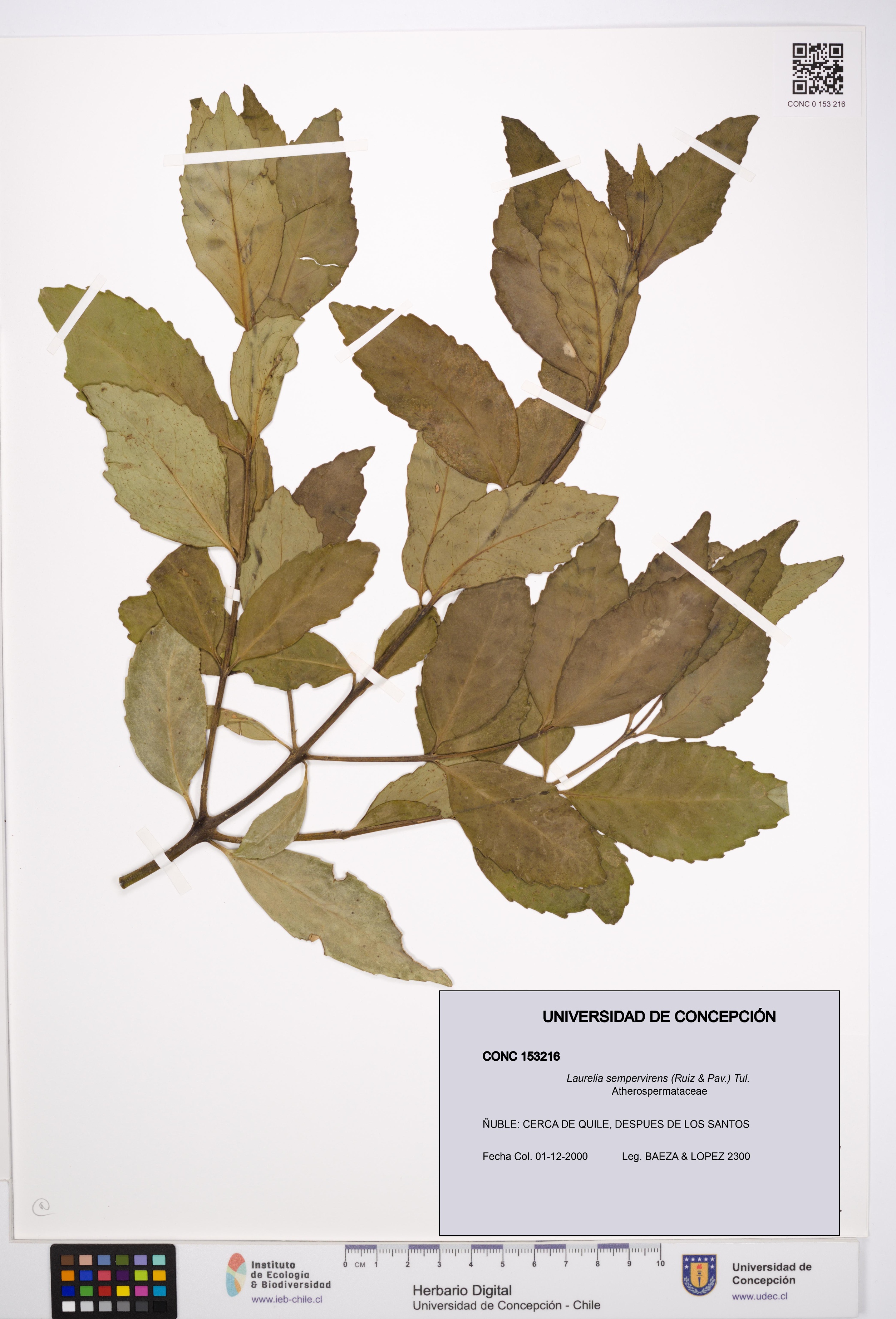 Laurelia sempervirens [Espécimen: UDEC:CONC:0153216]