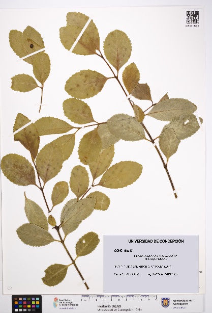 Laurelia sempervirens [Espécimen: UDEC:CONC:0153217]