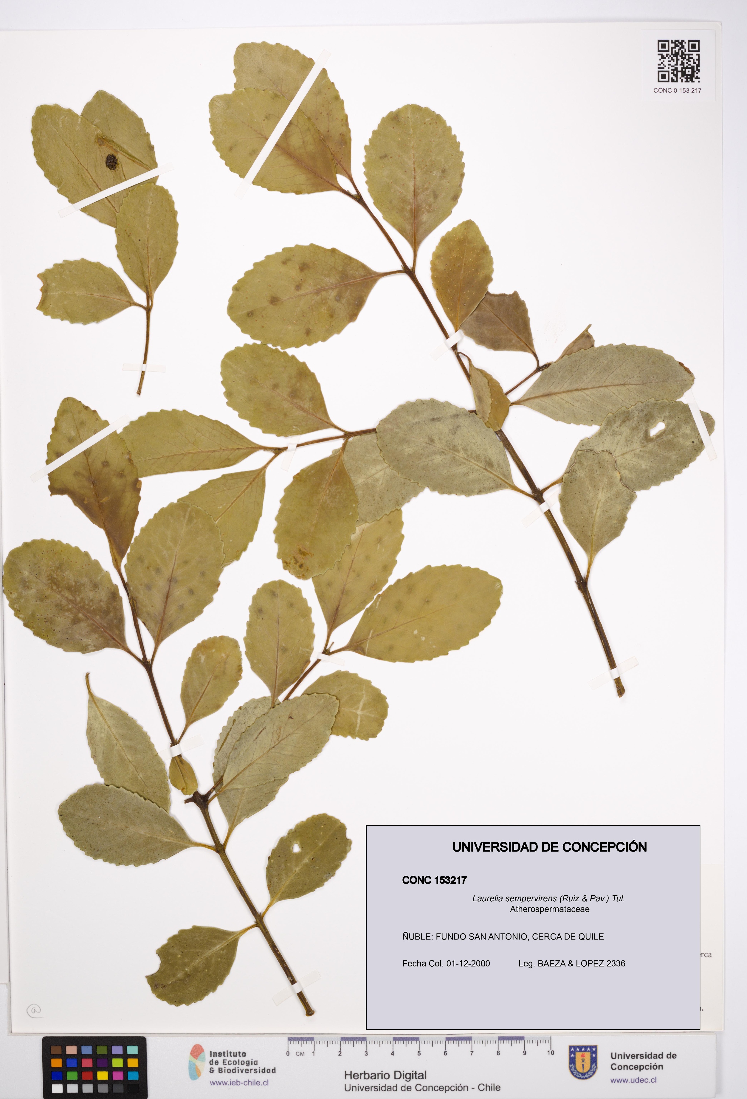 Laurelia sempervirens [Espécimen: UDEC:CONC:0153217]