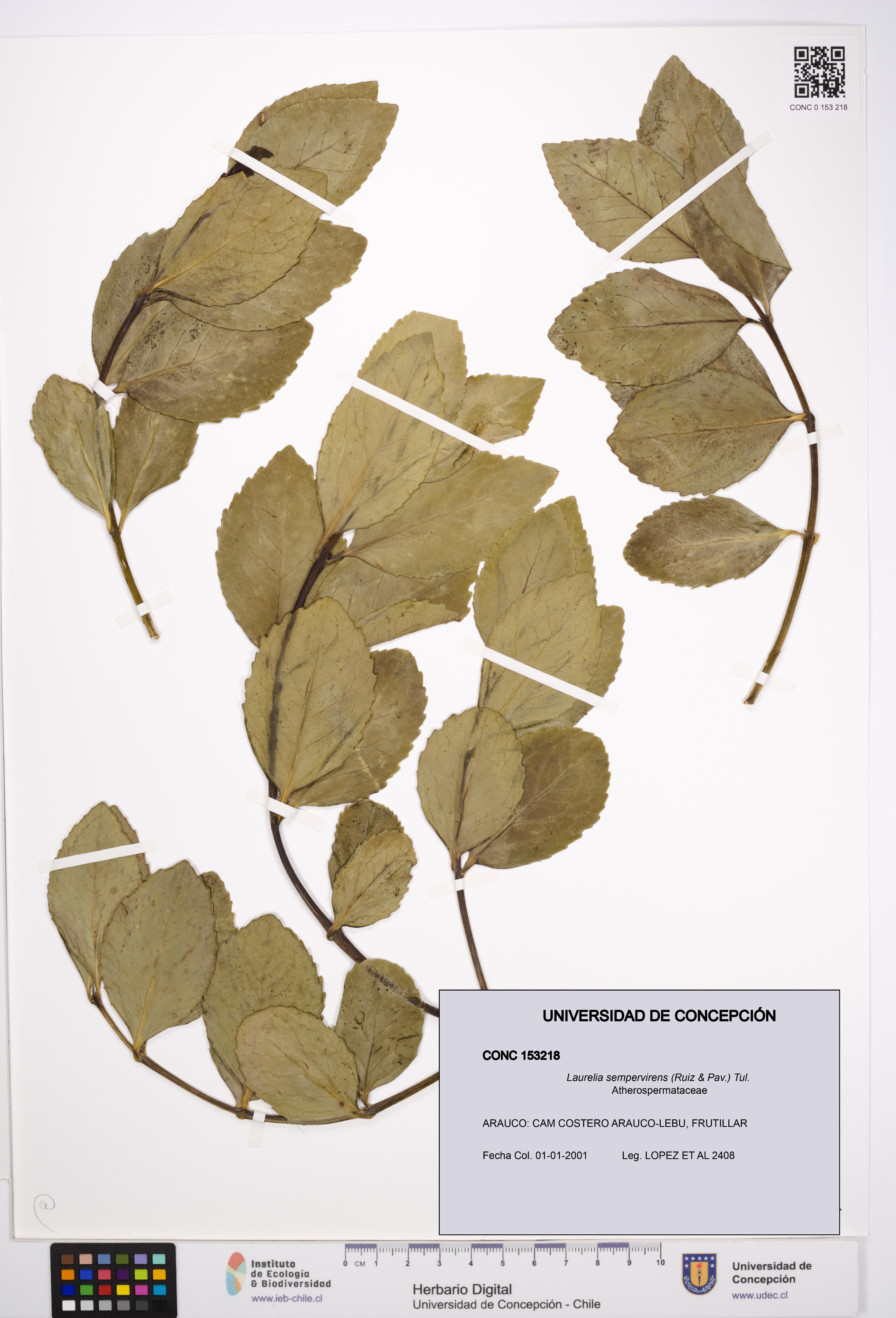 Laurelia sempervirens [Espécimen: UDEC:CONC:0153218]