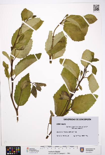 Laurelia sempervirens [Espécimen: UDEC:CONC:0153219]