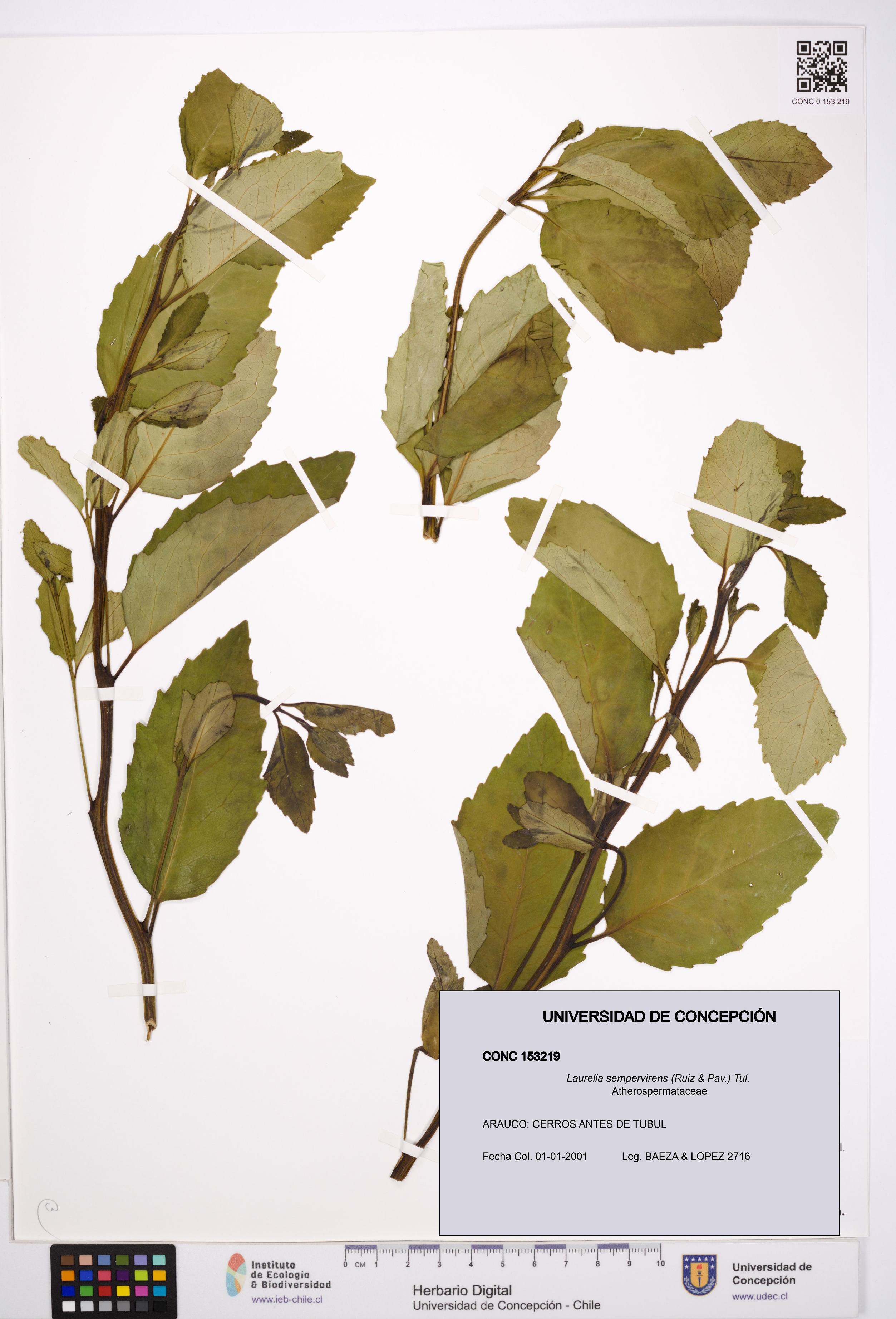 Laurelia sempervirens [Espécimen: UDEC:CONC:0153219]
