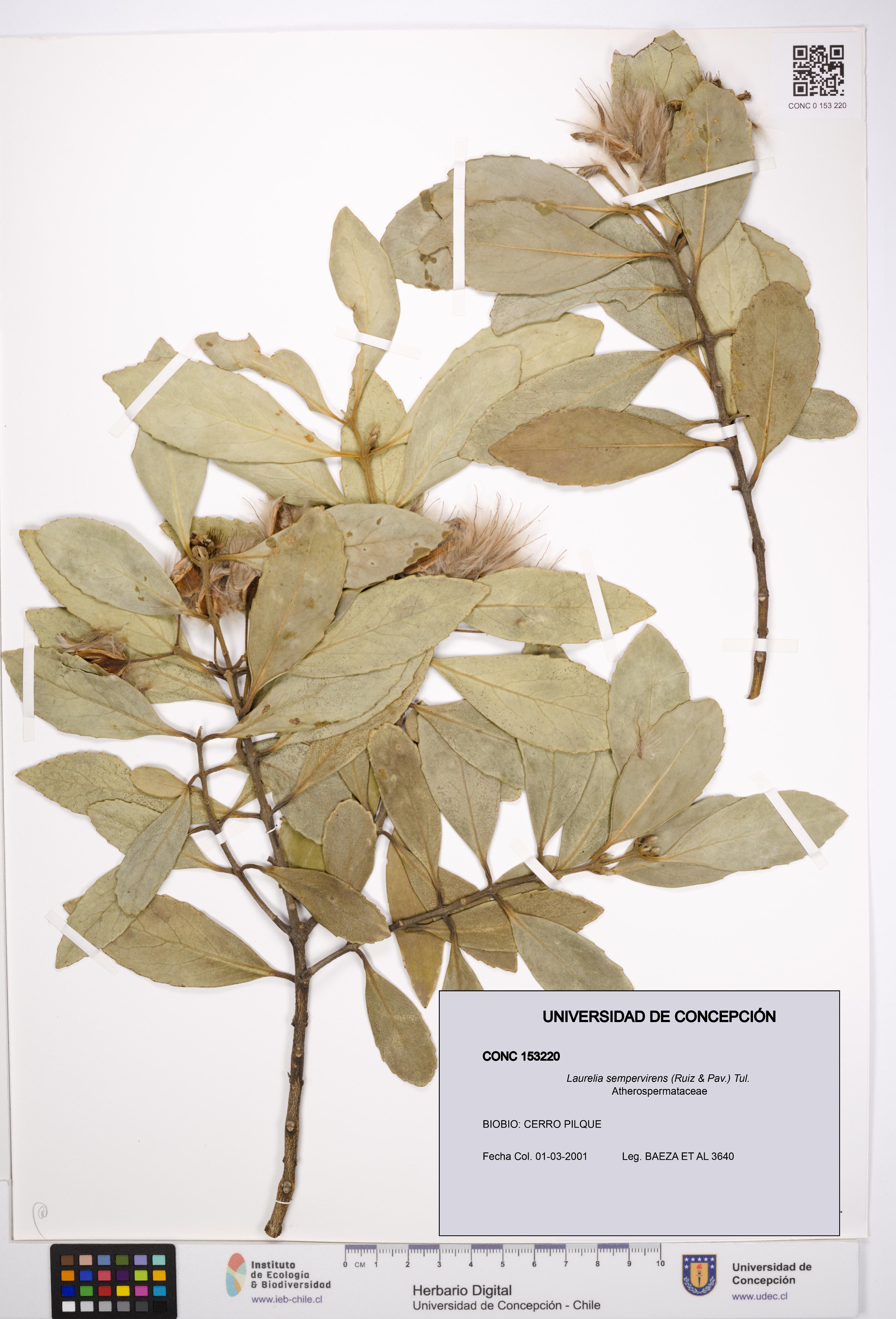 Laurelia sempervirens [Espécimen: UDEC:CONC:0153220]