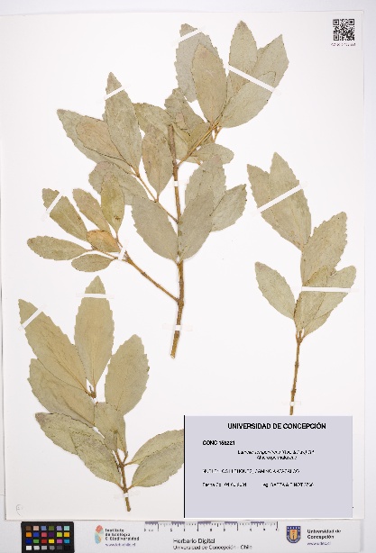 Laurelia sempervirens [Espécimen: UDEC:CONC:0153221]