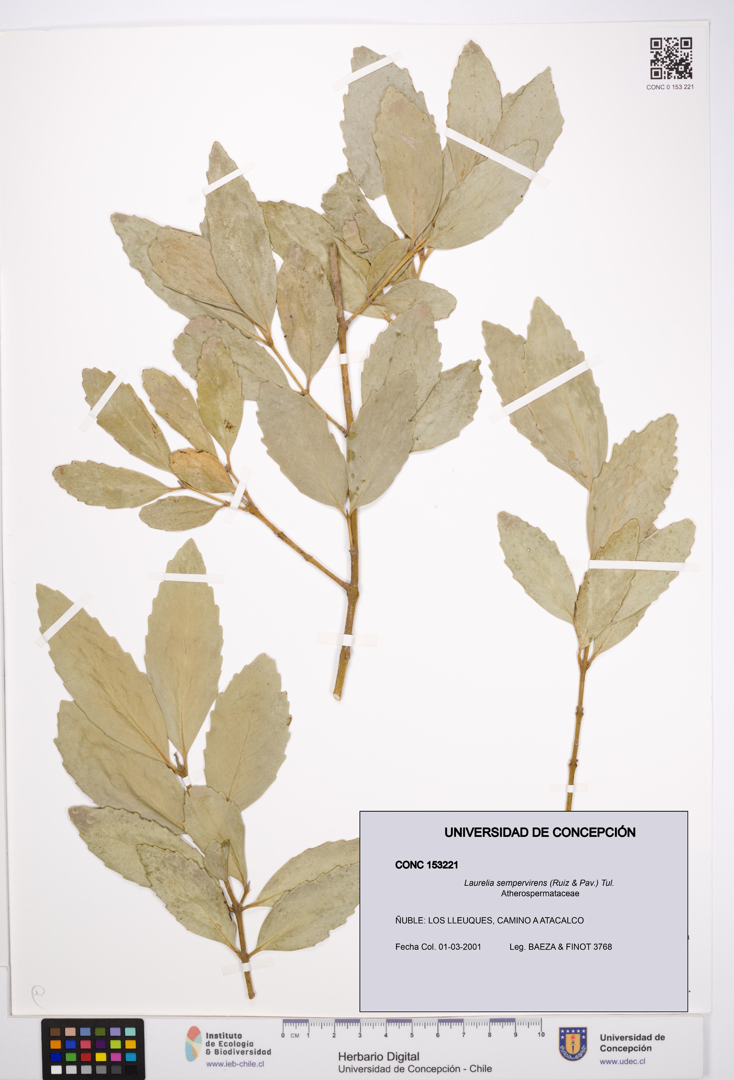 Laurelia sempervirens [Espécimen: UDEC:CONC:0153221]