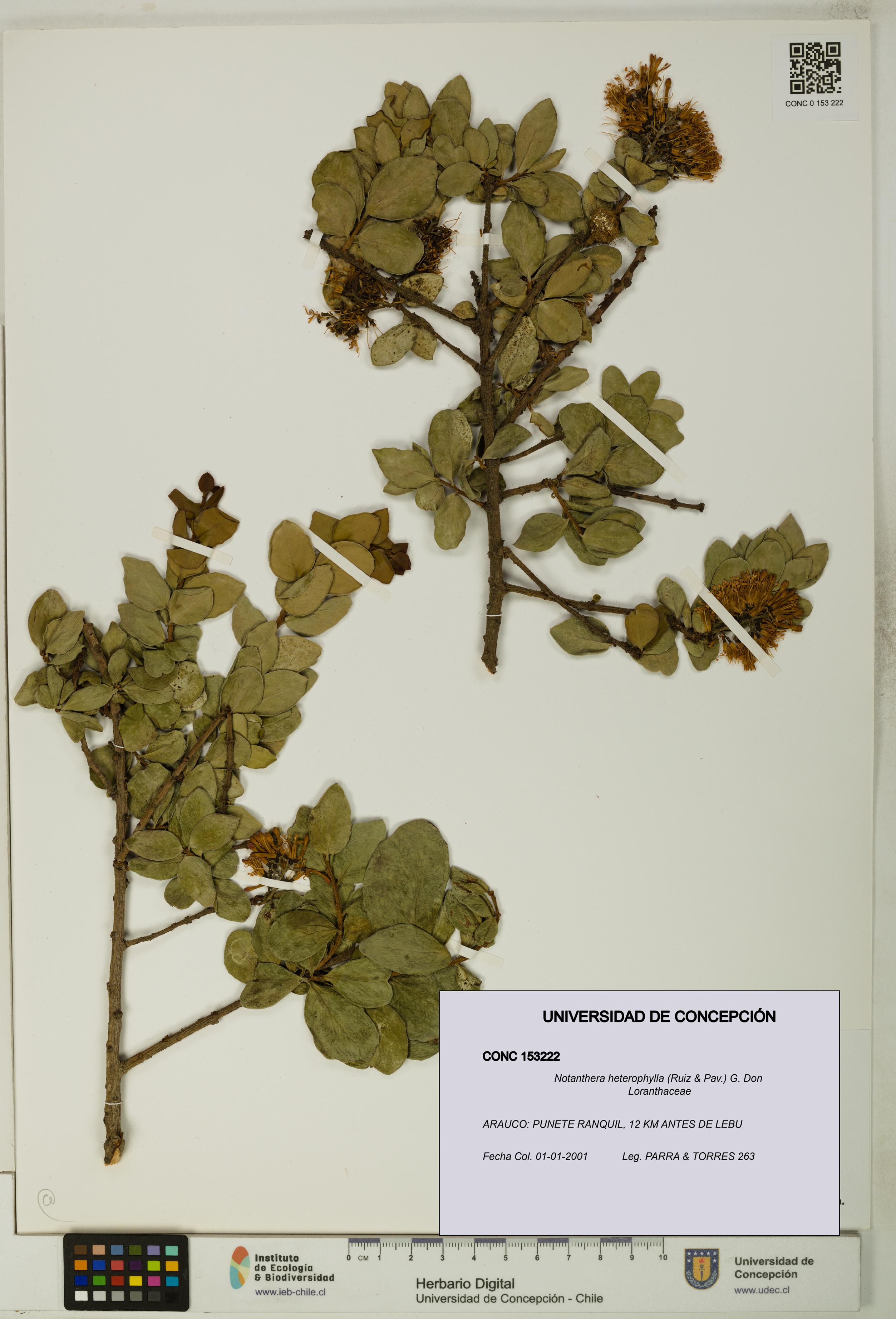 Notanthera heterophylla [Espécimen: UDEC:CONC:0153222]