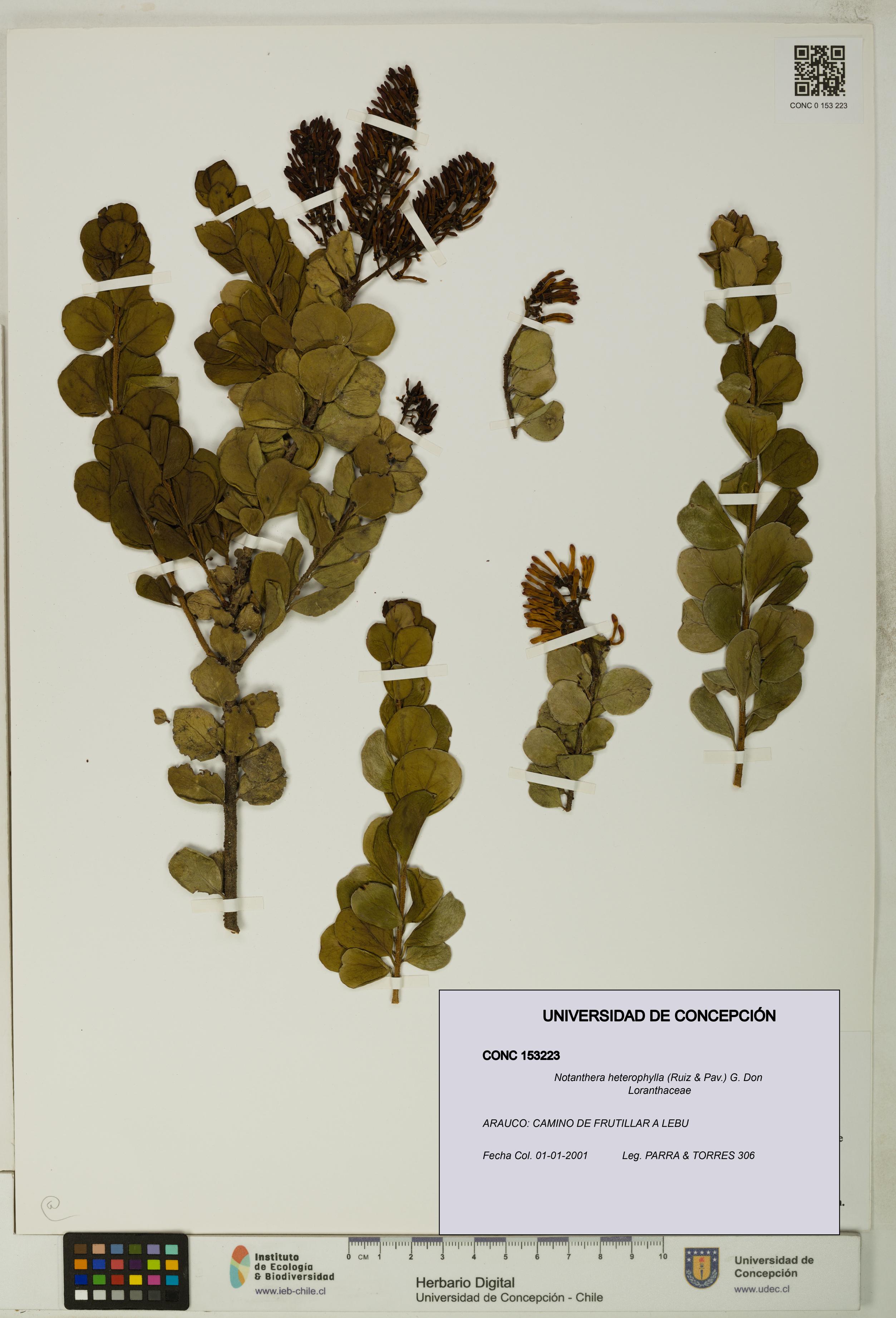 Notanthera heterophylla [Espécimen: UDEC:CONC:0153223]