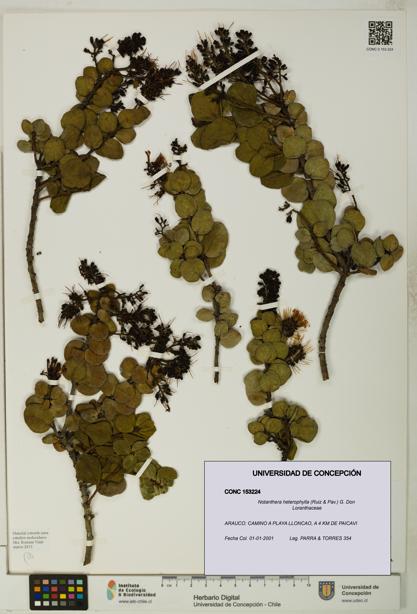 Notanthera heterophylla [Espécimen: UDEC:CONC:0153224]