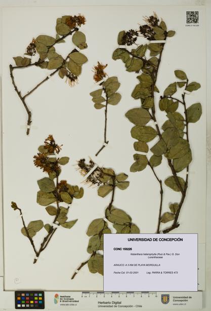 Notanthera heterophylla [Espécimen: UDEC:CONC:0153225]