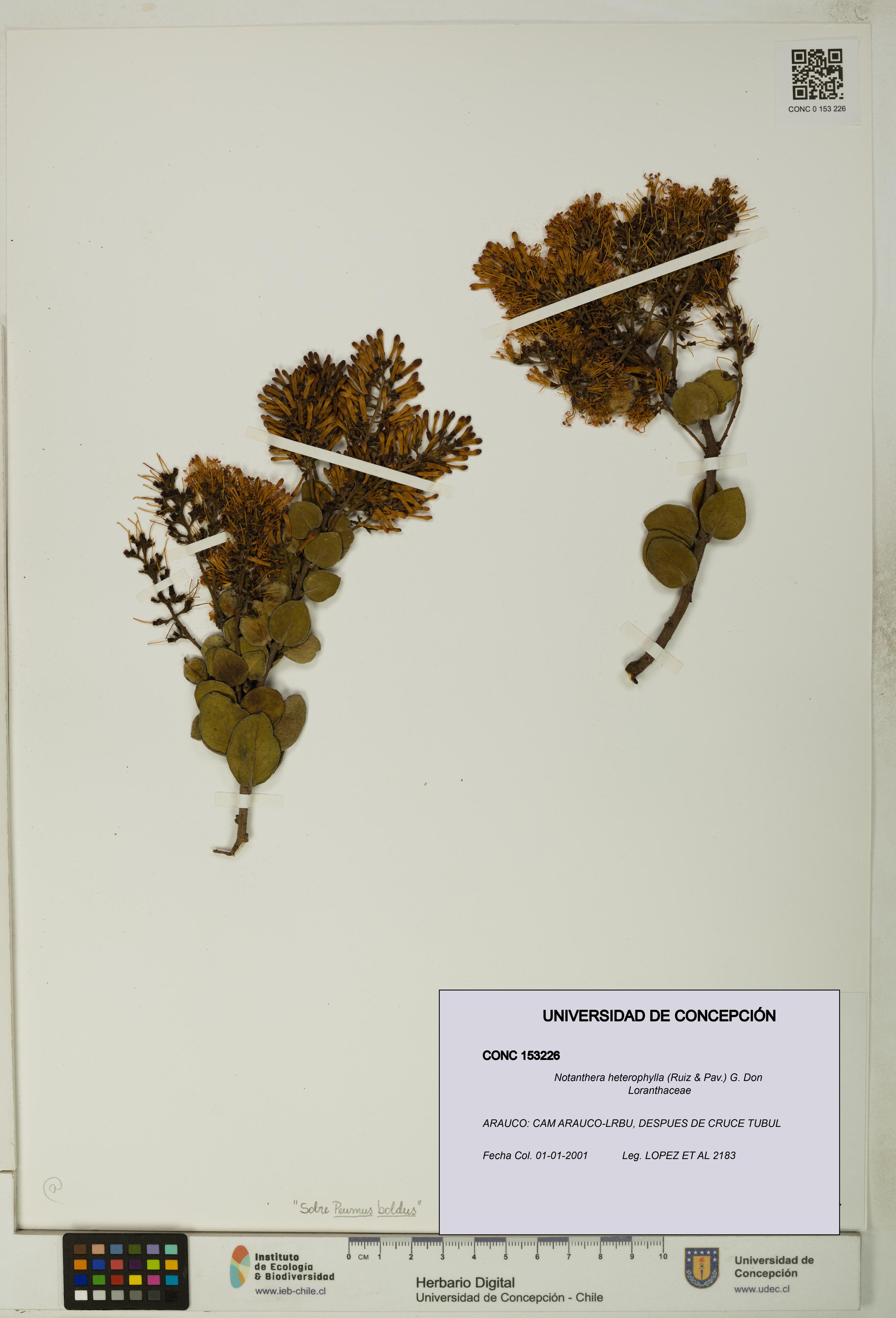 Notanthera heterophylla [Espécimen: UDEC:CONC:0153226]