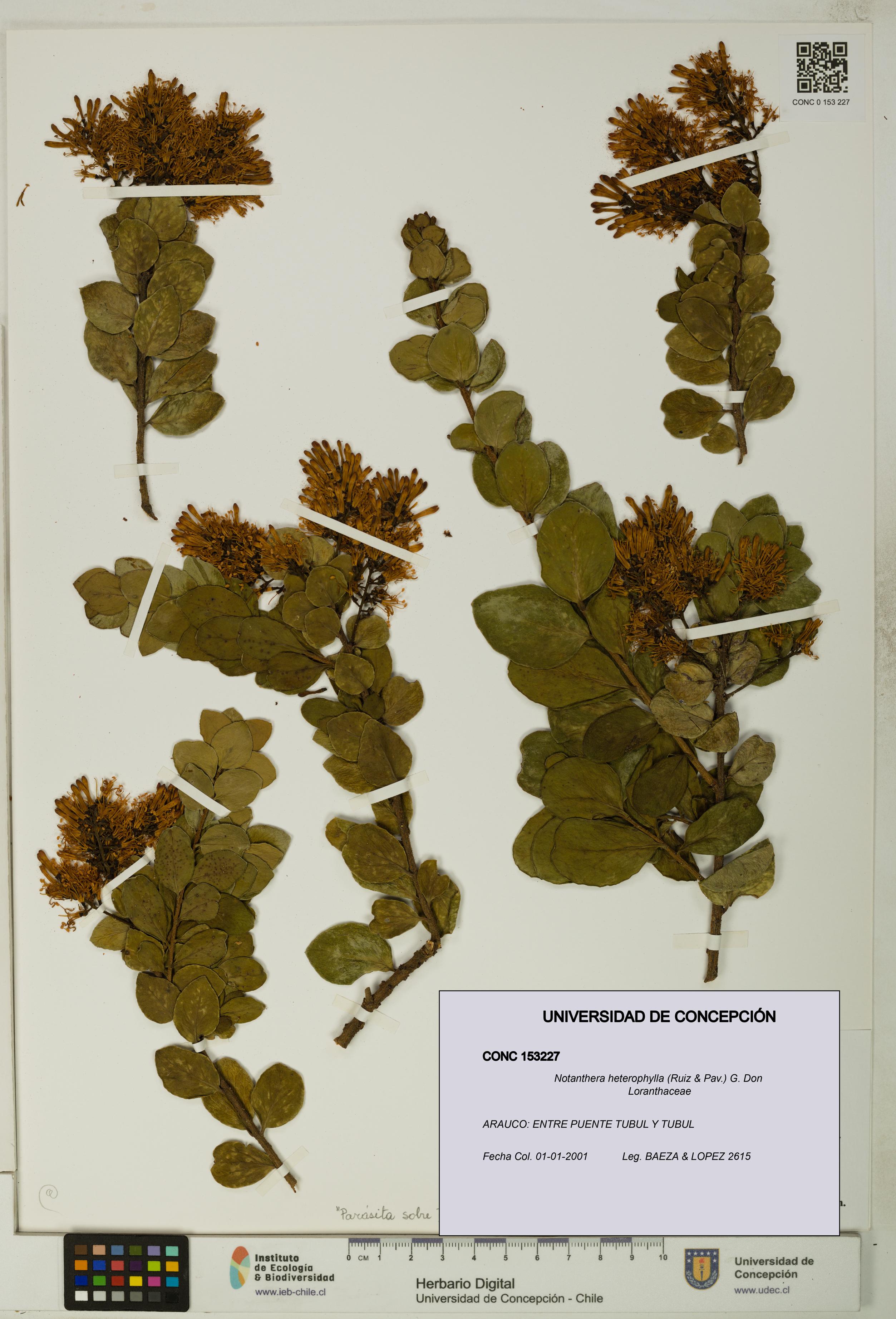 Notanthera heterophylla [Espécimen: UDEC:CONC:0153227]