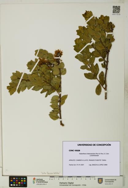 Notanthera heterophylla [Espécimen: UDEC:CONC:0153228]