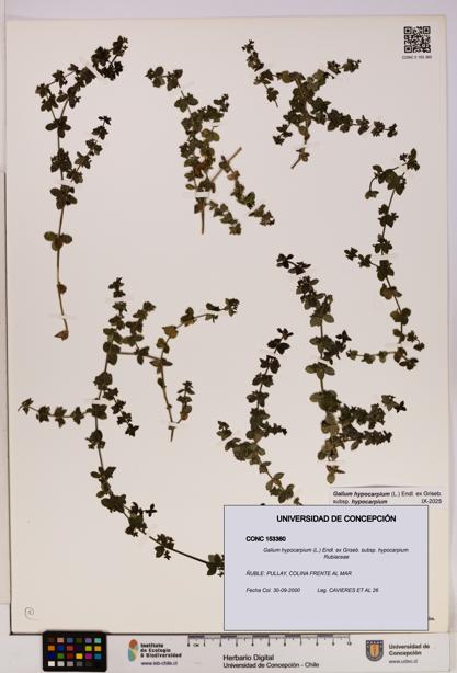 Galium hypocarpium subsp. hypocarpium [Espécimen: UDEC:CONC:0153360]