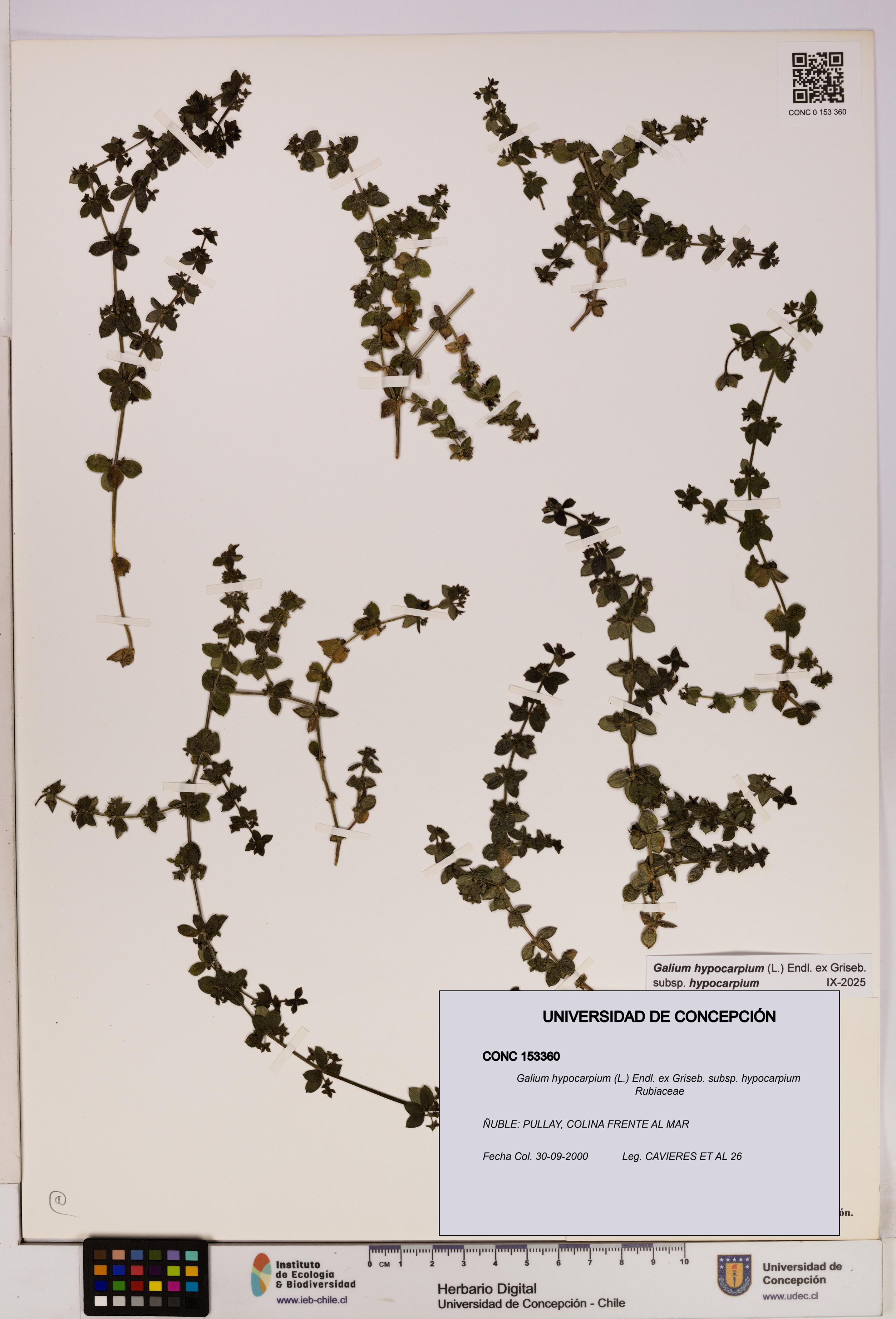 Galium hypocarpium subsp. hypocarpium [Espécimen: UDEC:CONC:0153360]