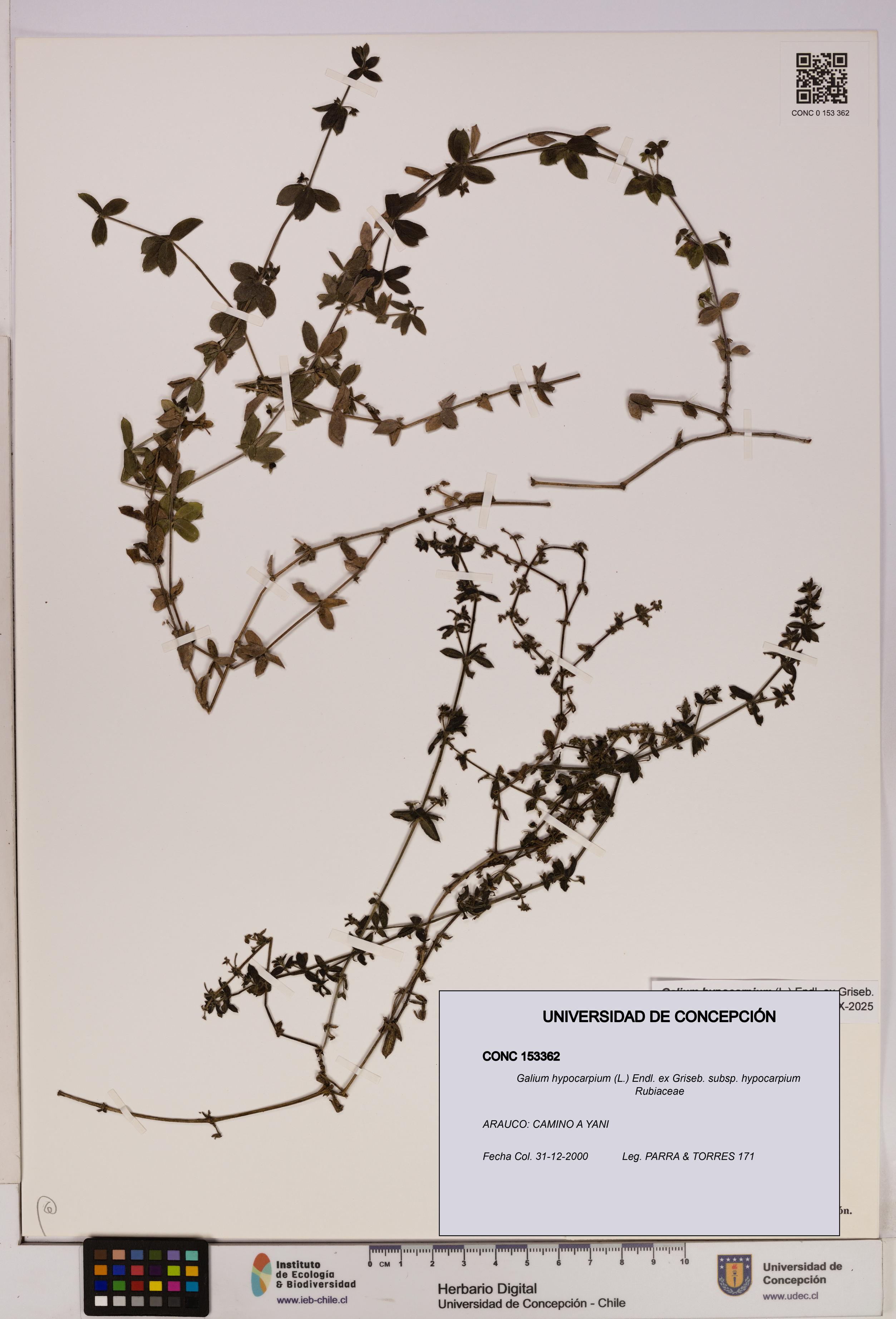 Galium hypocarpium subsp. hypocarpium [Espécimen: UDEC:CONC:0153362]