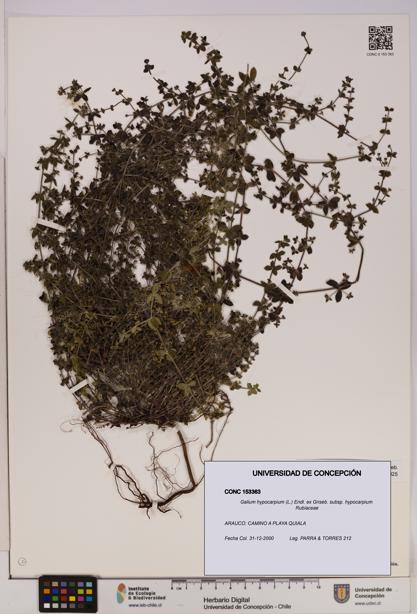 Galium hypocarpium subsp. hypocarpium [Espécimen: UDEC:CONC:0153363]