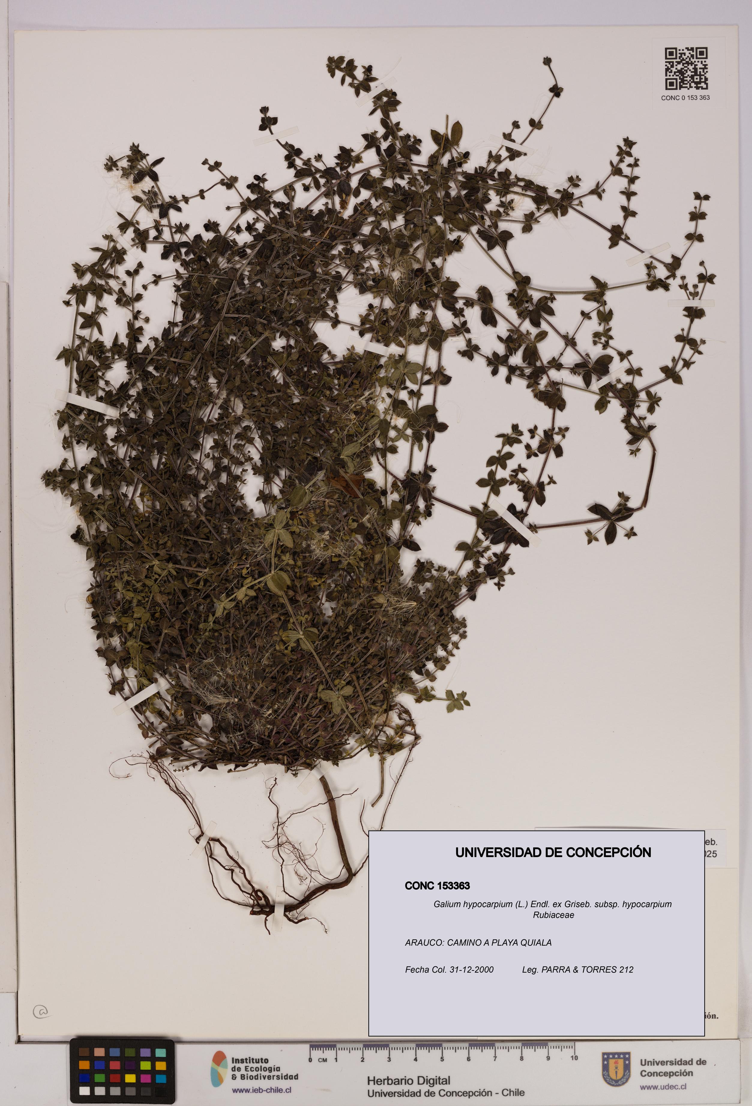 Galium hypocarpium subsp. hypocarpium [Espécimen: UDEC:CONC:0153363]