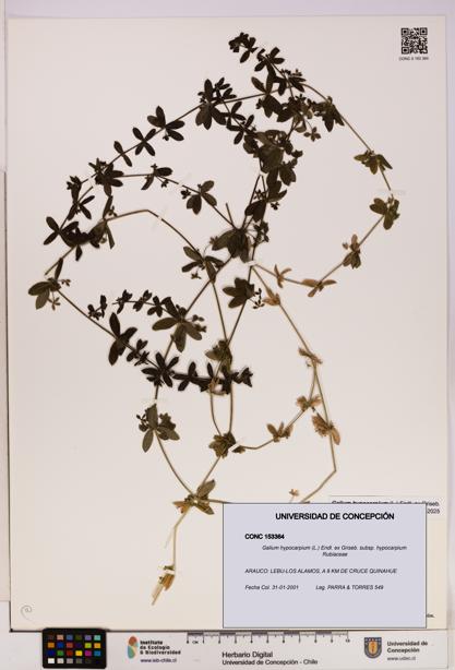 Galium hypocarpium subsp. hypocarpium [Espécimen: UDEC:CONC:0153364]