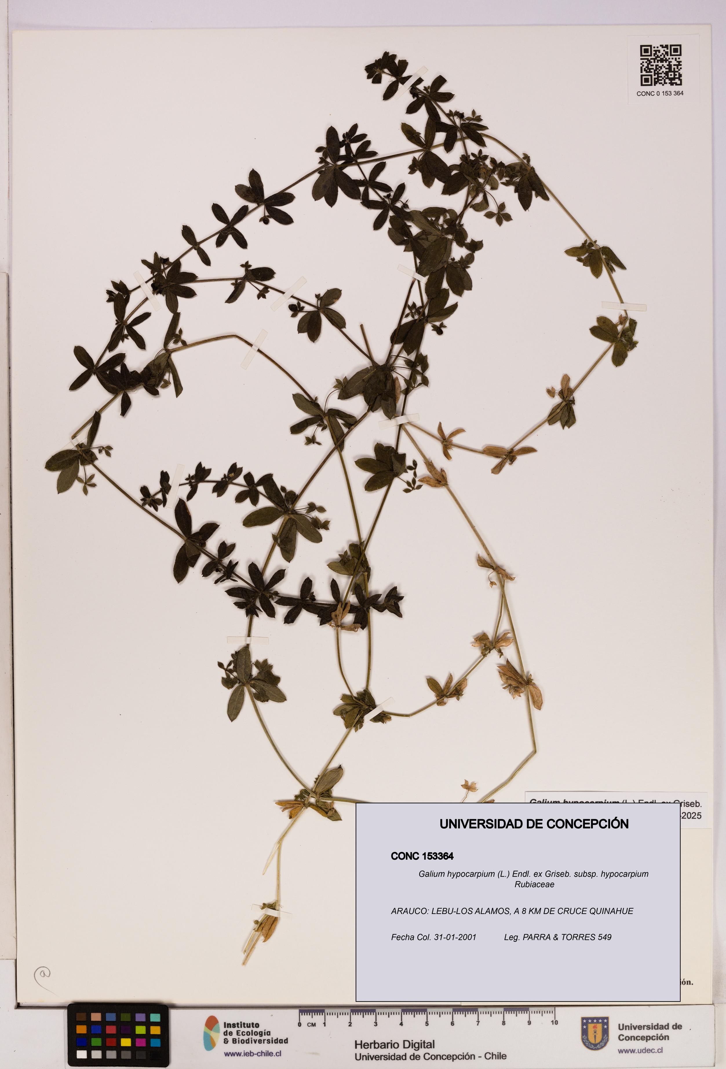 Galium hypocarpium subsp. hypocarpium [Espécimen: UDEC:CONC:0153364]