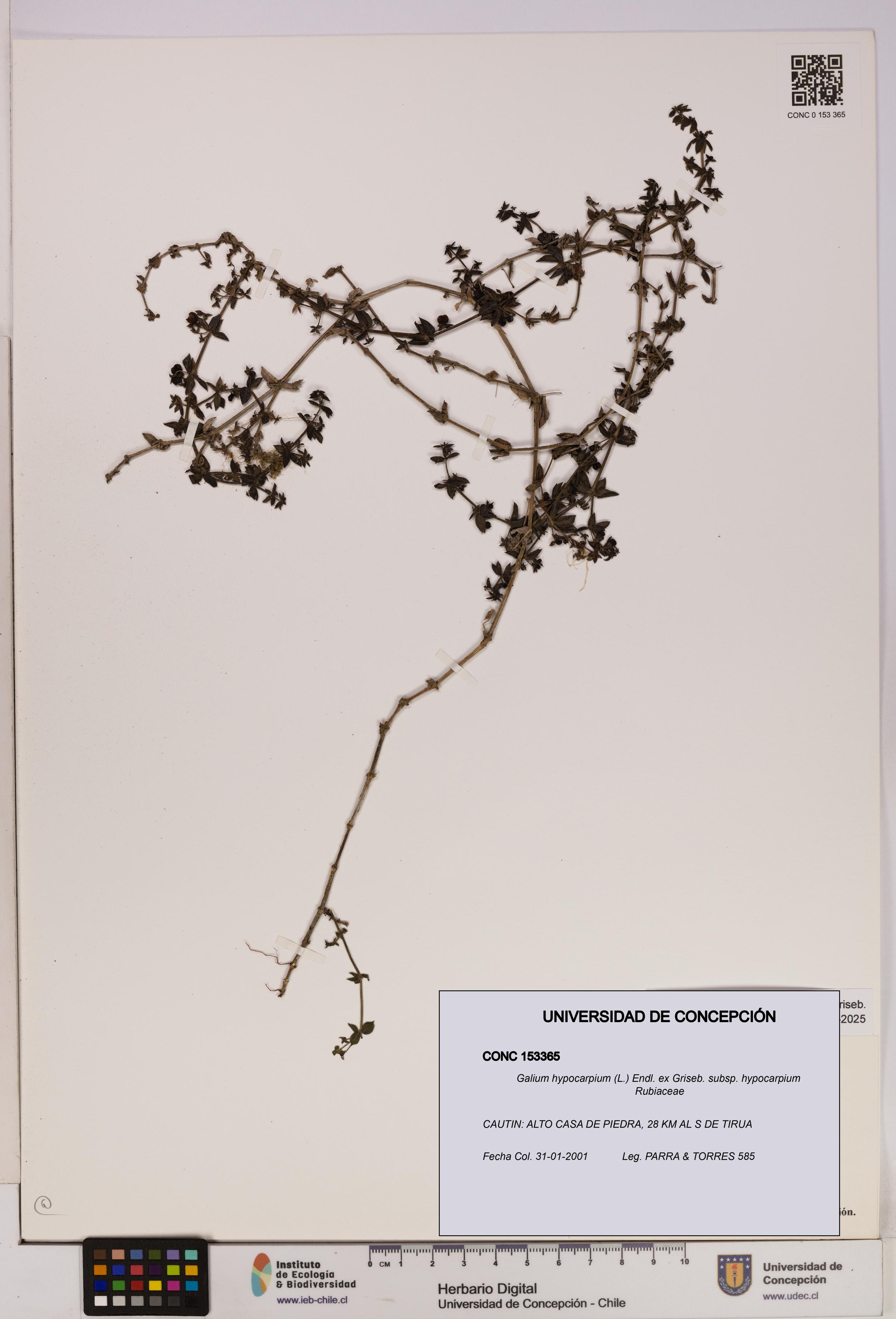 Galium hypocarpium subsp. hypocarpium [Espécimen: UDEC:CONC:0153365]