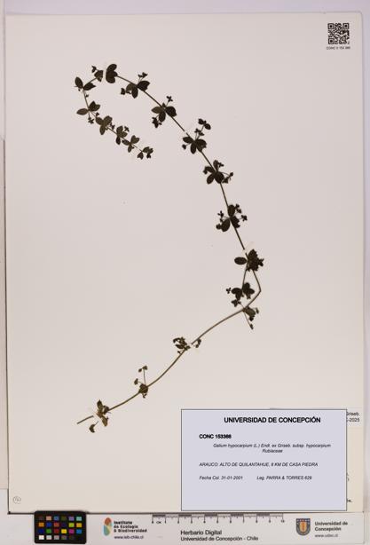 Galium hypocarpium subsp. hypocarpium [Espécimen: UDEC:CONC:0153366]