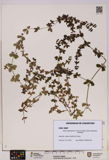 Galium hypocarpium subsp. hypocarpium [Espécimen: UDEC:CONC:0153367]
