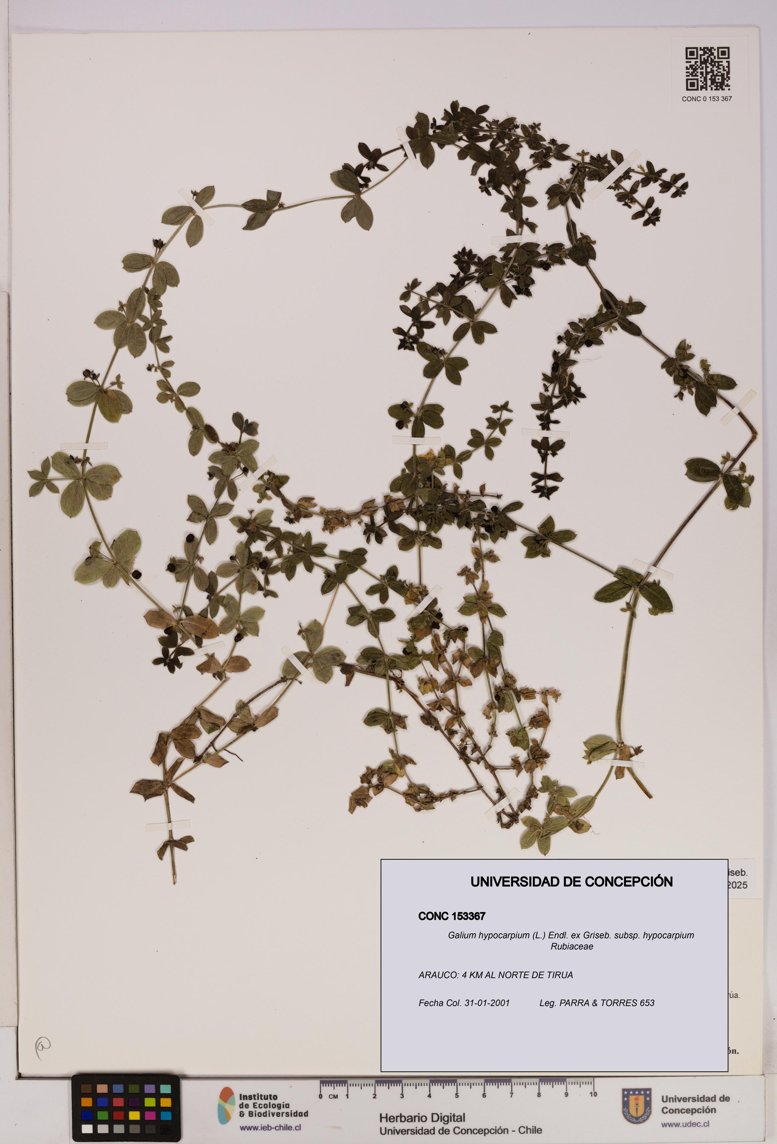 Galium hypocarpium subsp. hypocarpium [Espécimen: UDEC:CONC:0153367]