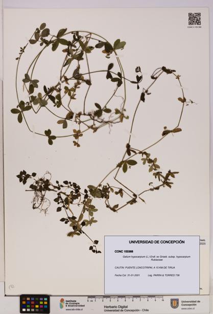 Galium hypocarpium subsp. hypocarpium [Espécimen: UDEC:CONC:0153368]