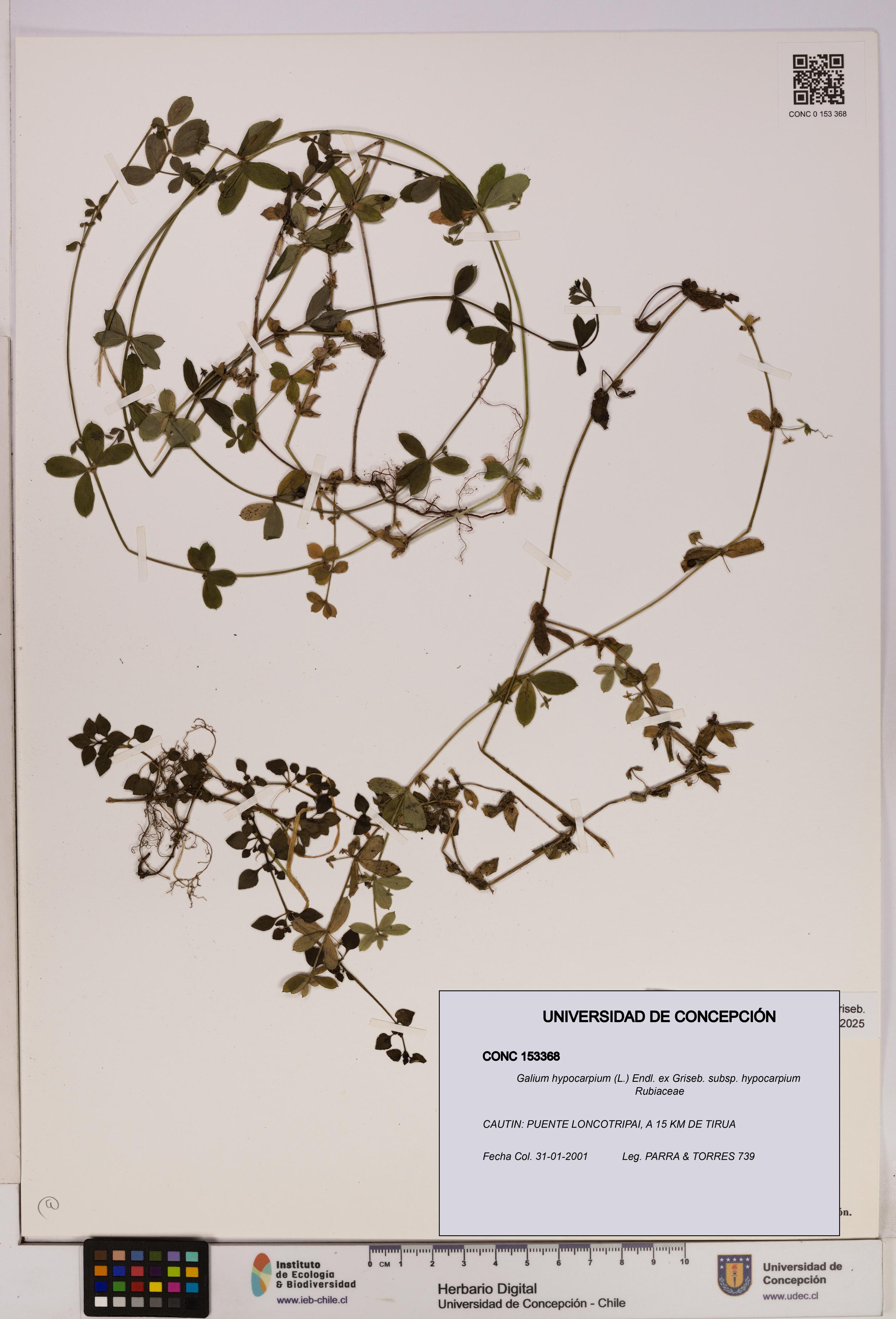 Galium hypocarpium subsp. hypocarpium [Espécimen: UDEC:CONC:0153368]