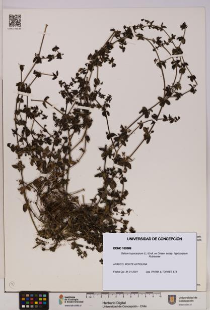Galium hypocarpium subsp. hypocarpium [Espécimen: UDEC:CONC:0153369]