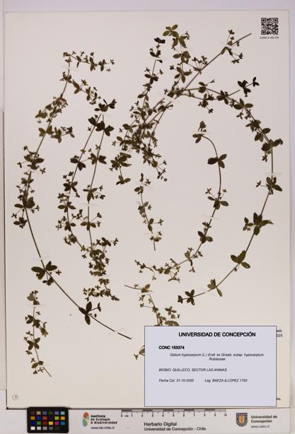 Galium hypocarpium subsp. hypocarpium [Espécimen: UDEC:CONC:0153374]