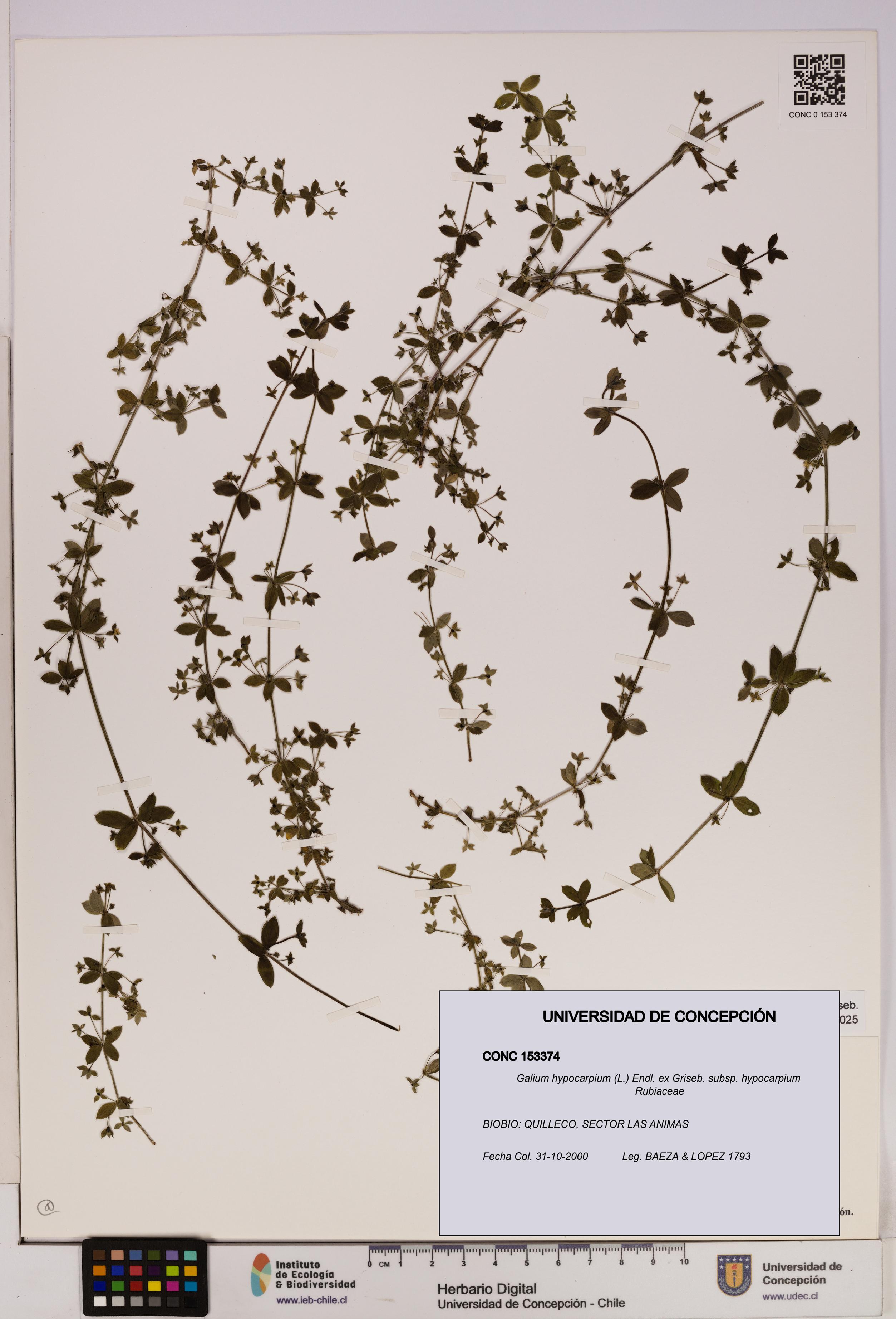 Galium hypocarpium subsp. hypocarpium [Espécimen: UDEC:CONC:0153374]