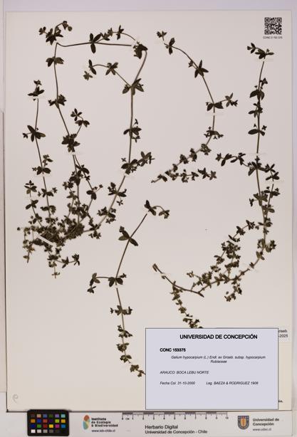 Galium hypocarpium subsp. hypocarpium [Espécimen: UDEC:CONC:0153375]