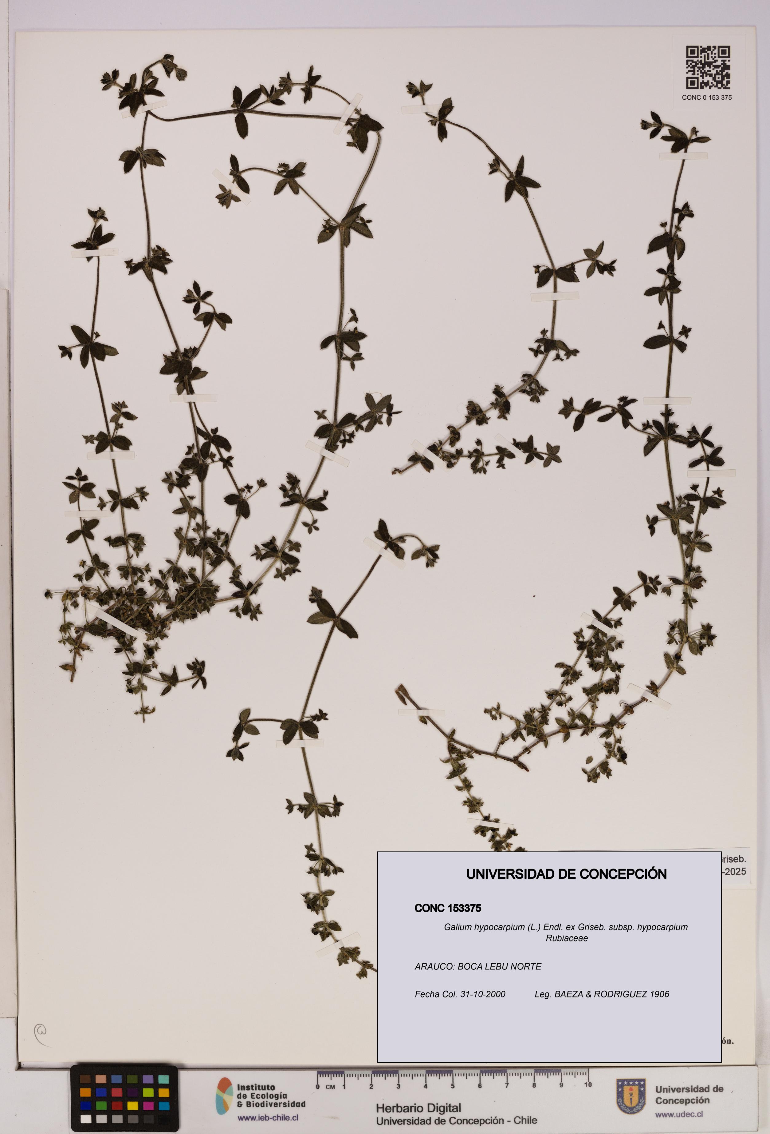 Galium hypocarpium subsp. hypocarpium [Espécimen: UDEC:CONC:0153375]