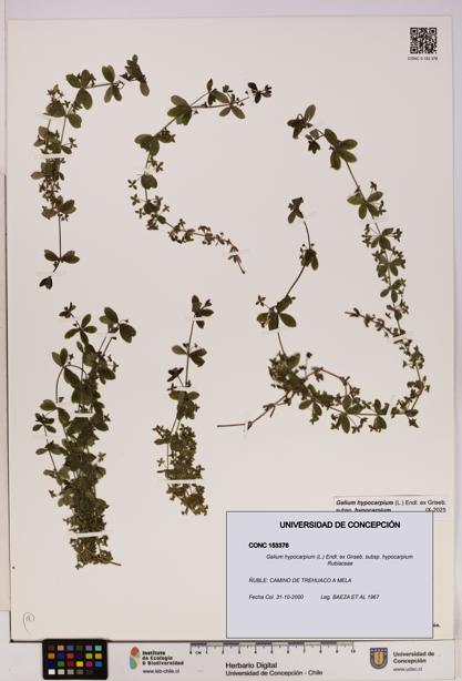 Galium hypocarpium subsp. hypocarpium [Espécimen: UDEC:CONC:0153376]