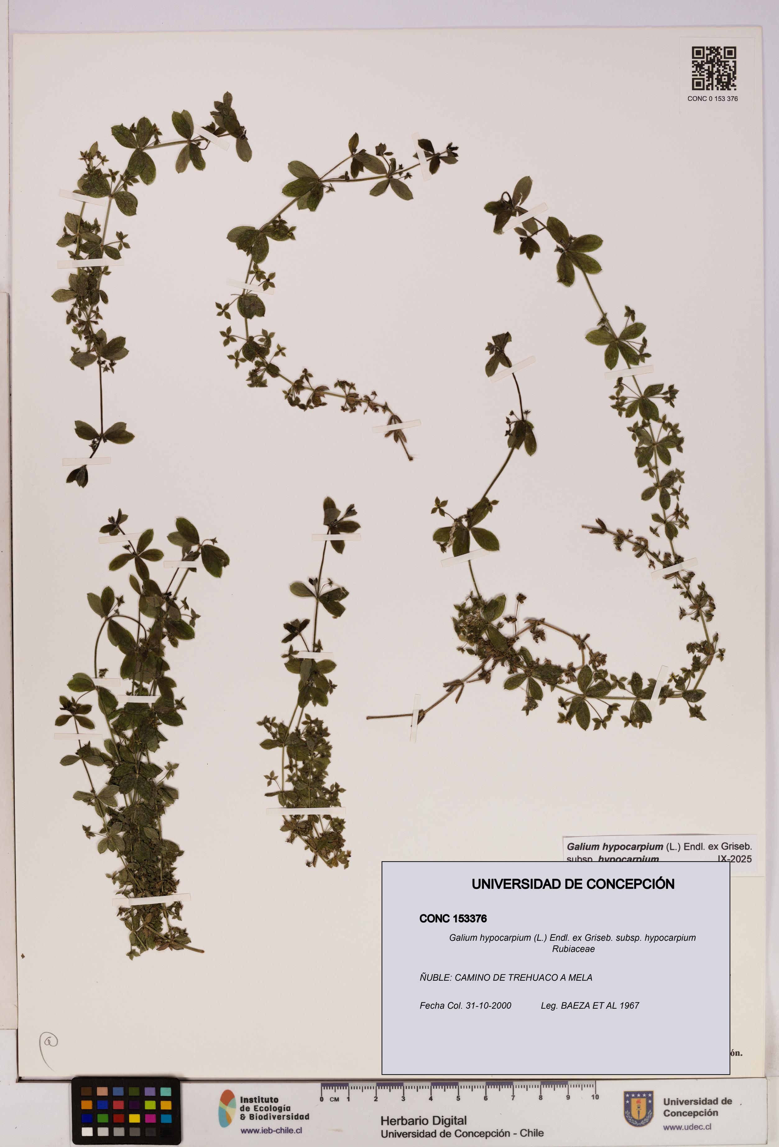 Galium hypocarpium subsp. hypocarpium [Espécimen: UDEC:CONC:0153376]