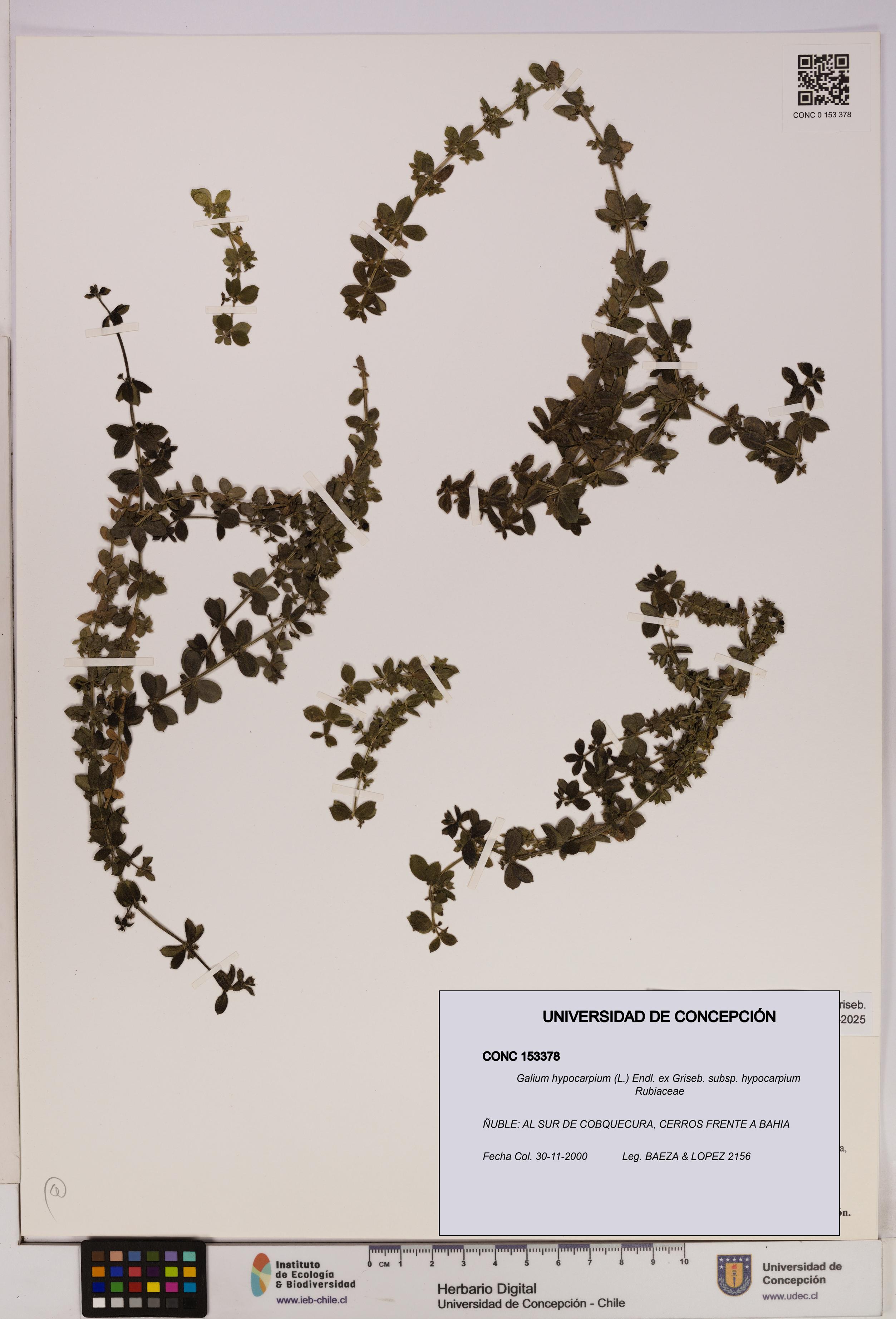 Galium hypocarpium subsp. hypocarpium [Espécimen: UDEC:CONC:0153378]