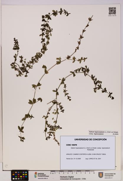 Galium hypocarpium subsp. hypocarpium [Espécimen: UDEC:CONC:0153379]