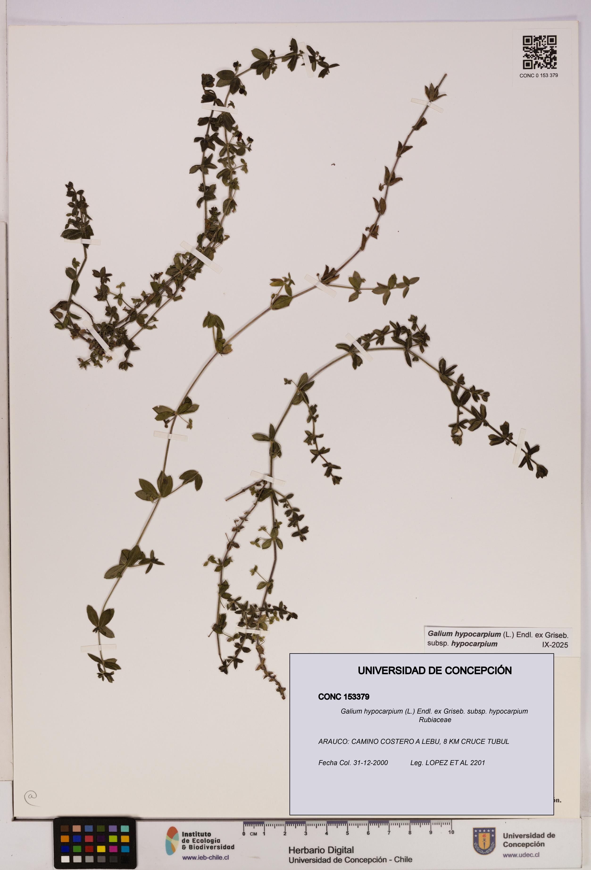 Galium hypocarpium subsp. hypocarpium [Espécimen: UDEC:CONC:0153379]