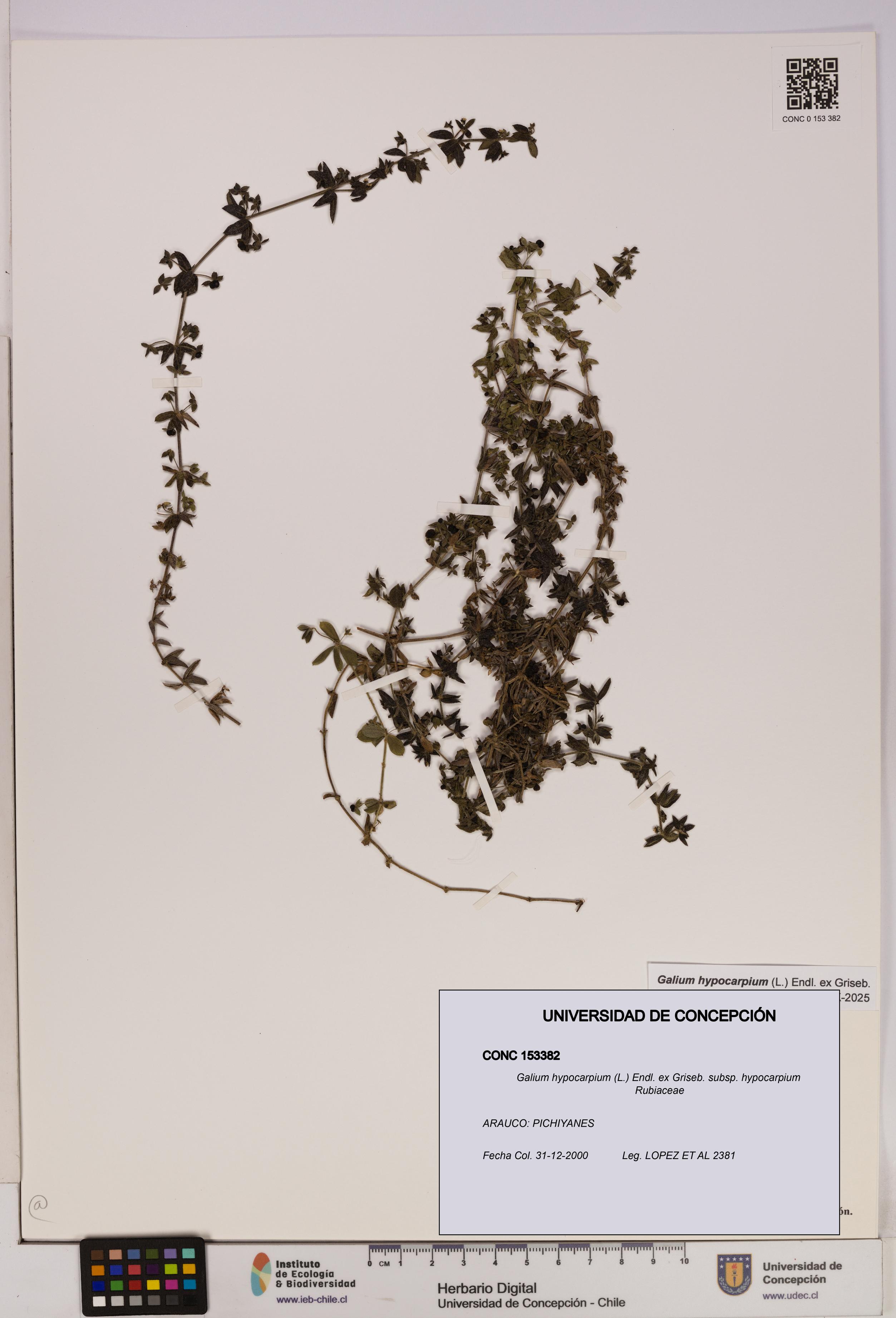 Galium hypocarpium subsp. hypocarpium [Espécimen: UDEC:CONC:0153382]