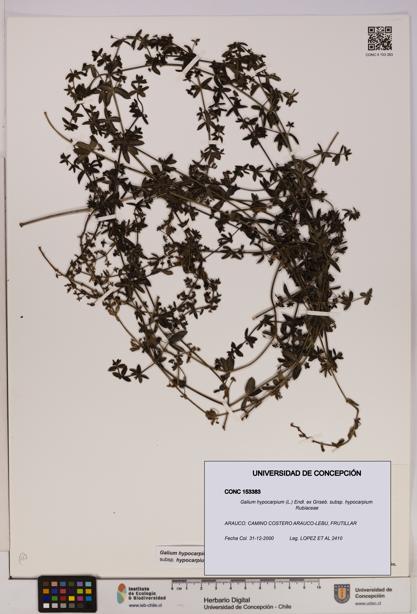 Galium hypocarpium subsp. hypocarpium [Espécimen: UDEC:CONC:0153383]