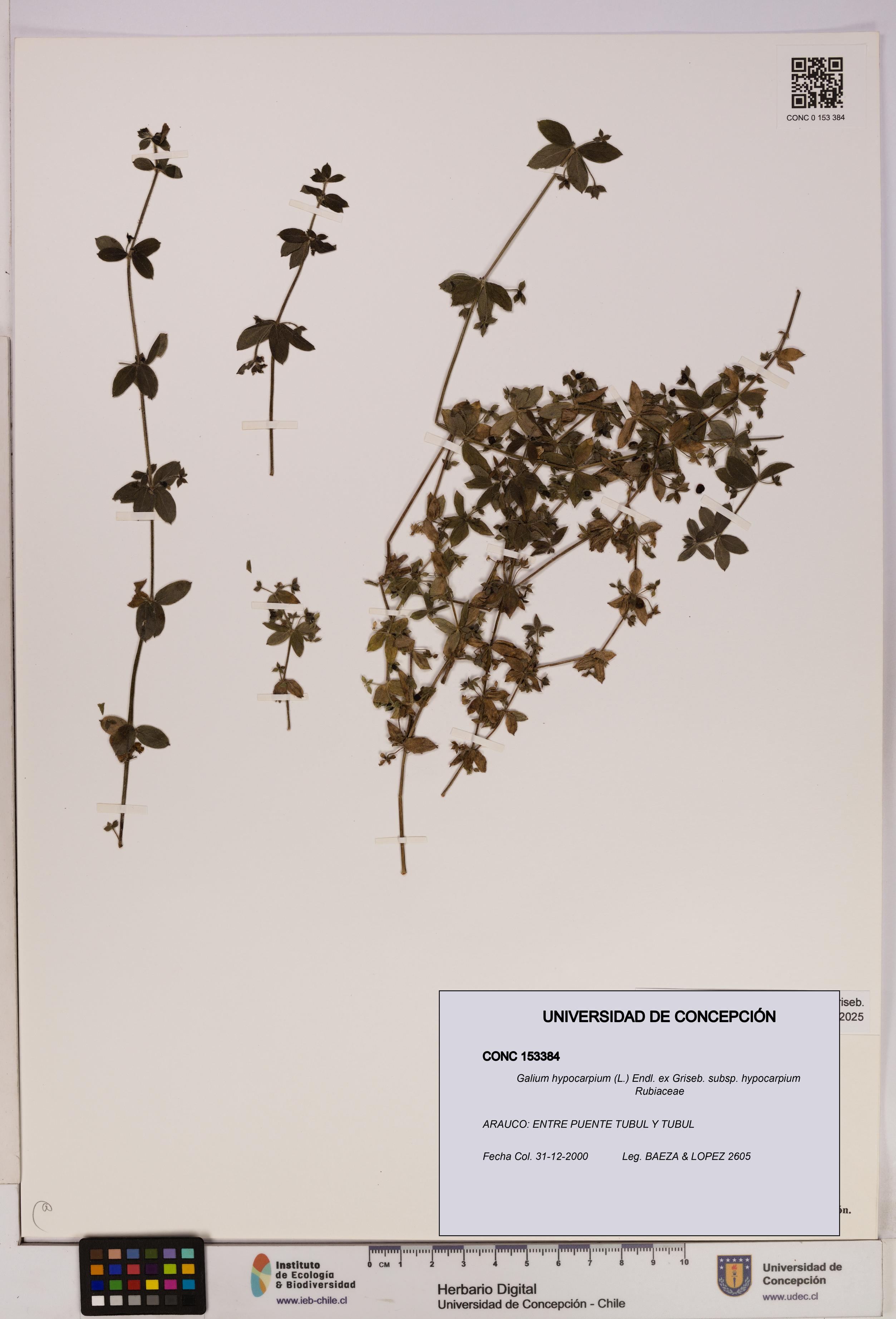 Galium hypocarpium subsp. hypocarpium [Espécimen: UDEC:CONC:0153384]