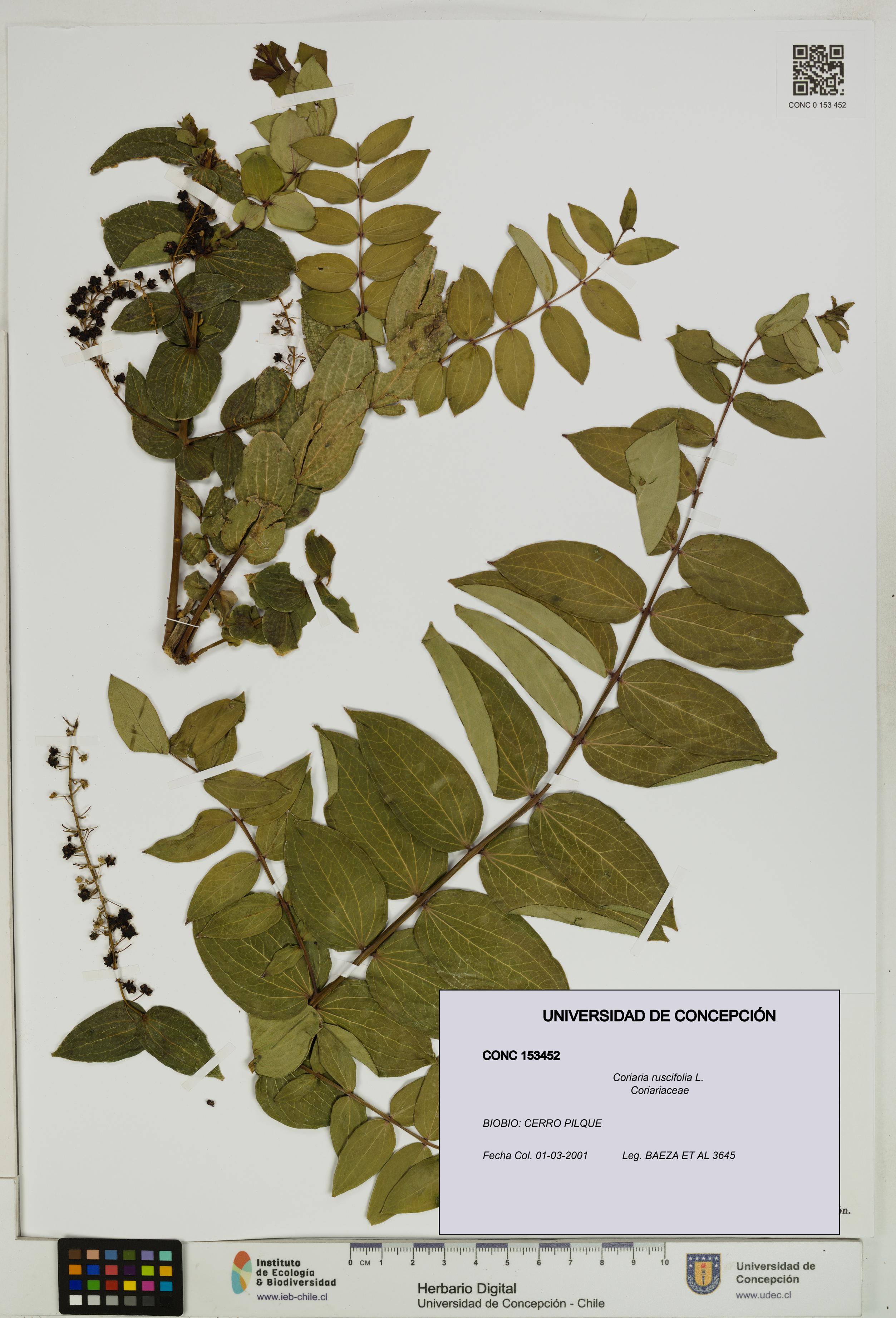 Coriaria ruscifolia [Espécimen: ]