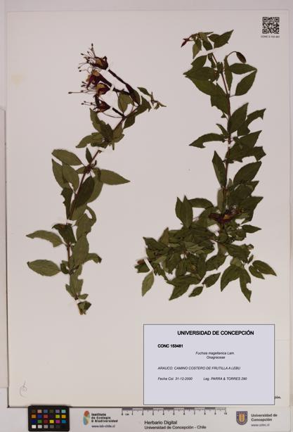Fuchsia magellanica [Espécimen: UDEC:CONC:0153481]
