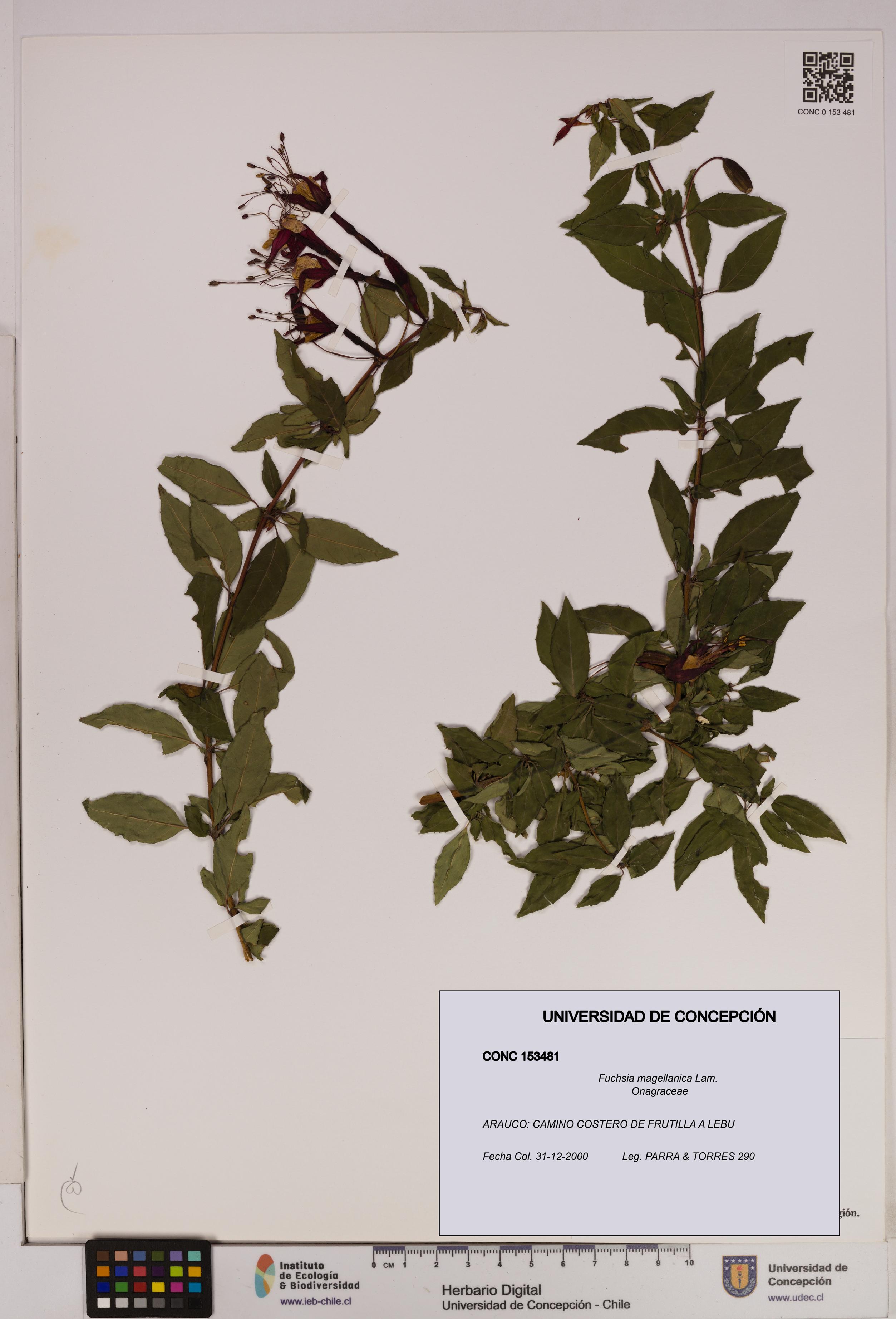 Fuchsia magellanica [Espécimen: UDEC:CONC:0153481]