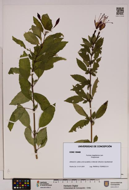 Fuchsia magellanica [Espécimen: UDEC:CONC:0153482]