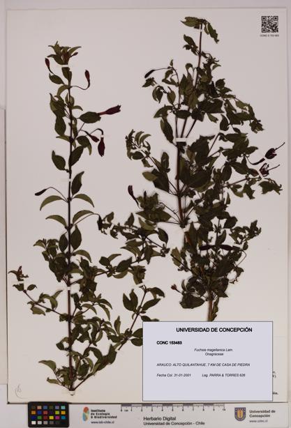 Fuchsia magellanica [Espécimen: UDEC:CONC:0153483]