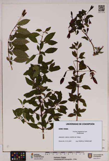 Fuchsia magellanica [Espécimen: UDEC:CONC:0153484]