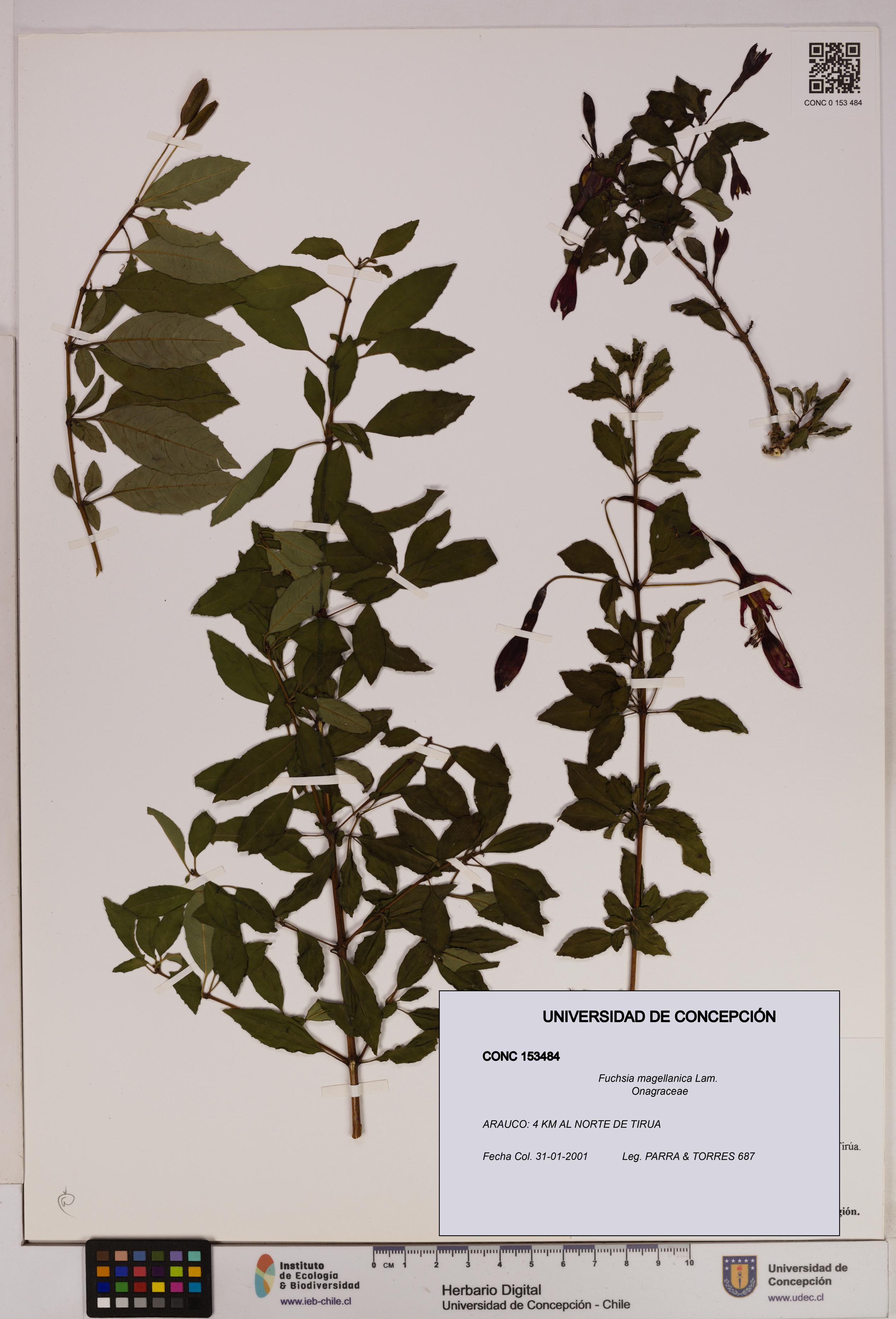 Fuchsia magellanica [Espécimen: UDEC:CONC:0153484]