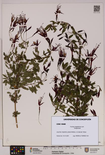 Fuchsia magellanica [Espécimen: UDEC:CONC:0153485]